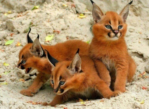 Você sabe o que é um Caracal?