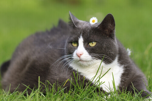 Como cuidar da aparência de seu gato