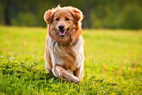 10 dicas para que a pelagem de seu cão seja maravilhosa