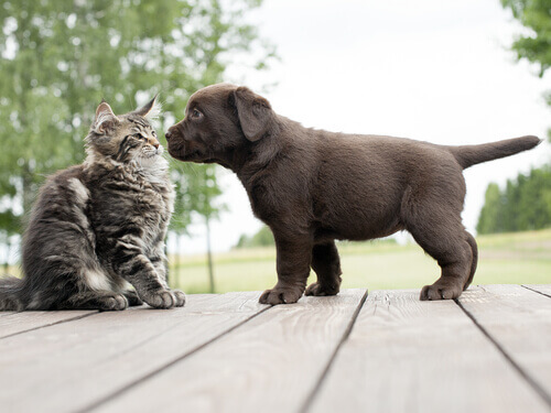 Gato e filhote de cachorro