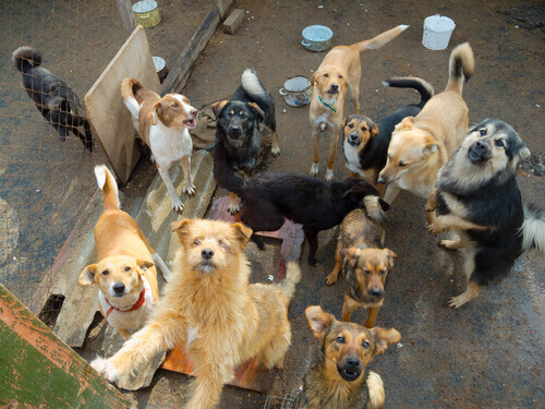 Como ajudar abrigos que cuidam de cães e gatos?