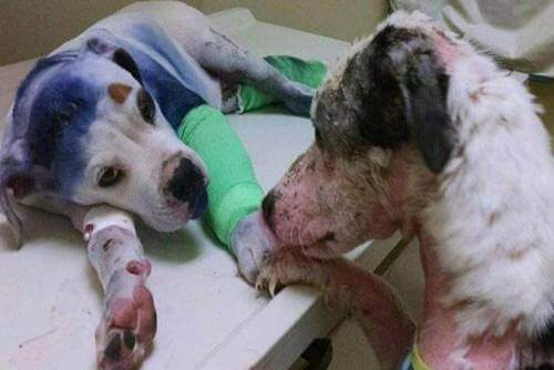 A história de amizade entre um cão que levou um tiro e um cão maltratado