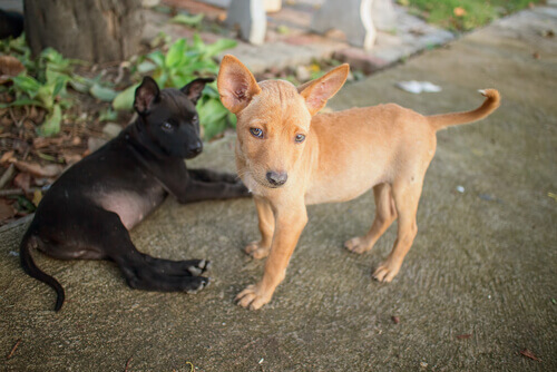 Animais de estimação sofrem com a falta de alimentos na Venezuela