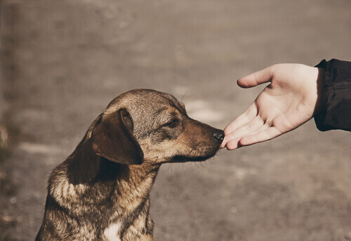 Como se aproximar de um cão desconhecido?