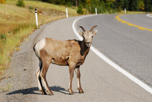 O que fazer ao atropelar um animal?