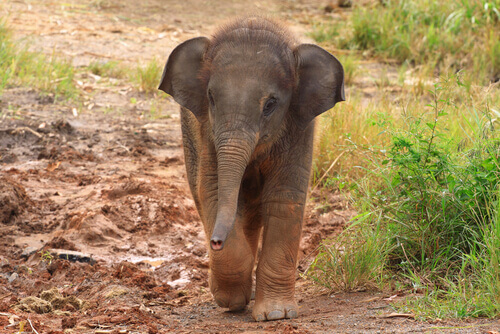 Uma mulher salva um bebê elefante e o adota em sua casa