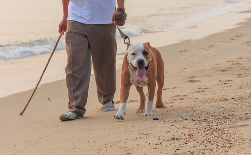 Homem passeando com cachorro na praia