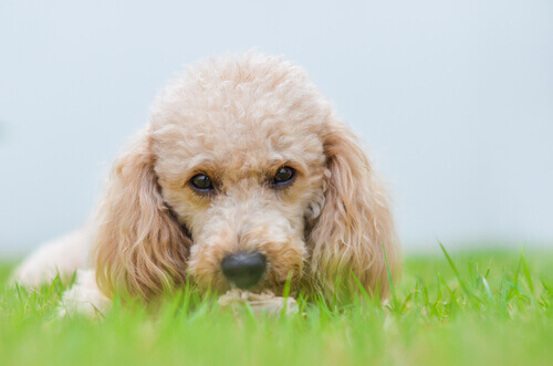 Cães de pequeno porte dominarão o mundo no futuro