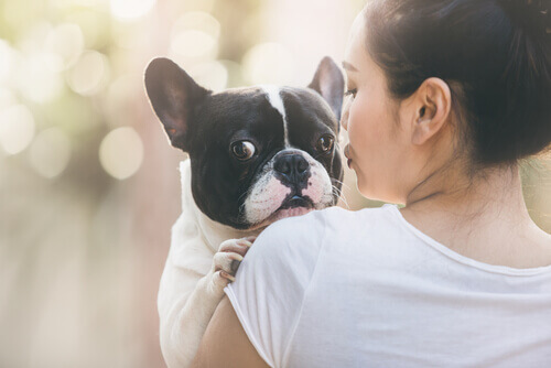 Carta de um cão adotado para sua dona