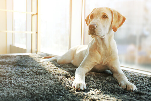 Quanto muda a personalidade de um cão castrado