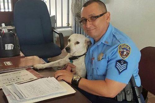 Um cão de rua entra em uma delegacia e se torna policial