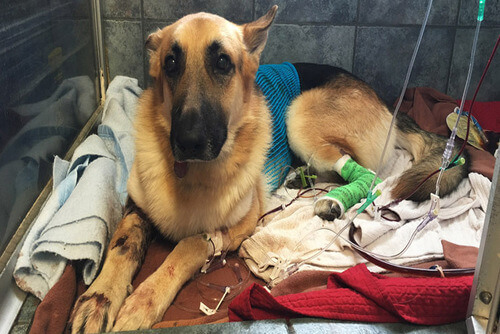 Um cão defende uma menina de uma cobra cascavel