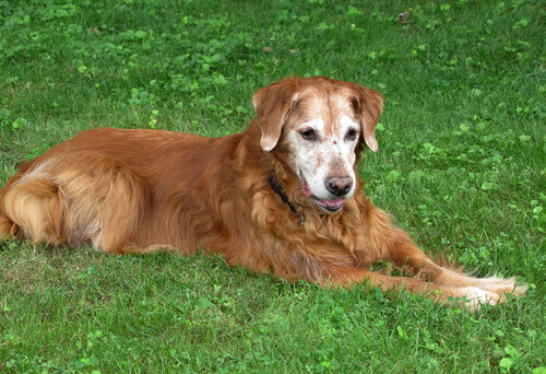 7 vantagens de se viver com um cão idoso