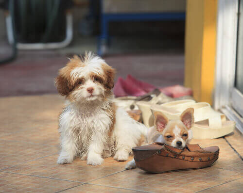 O que fazer se meu cão morde e quebra os objetos de casa?