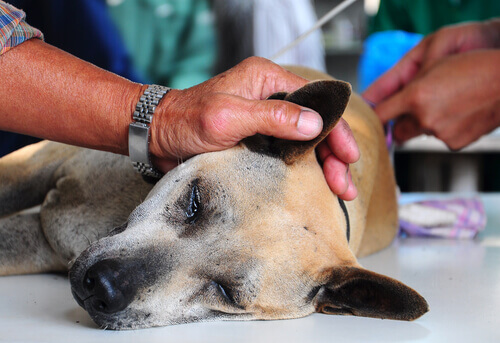 Vômitos e diarreias em cães: mais perigosos do que se imagina
