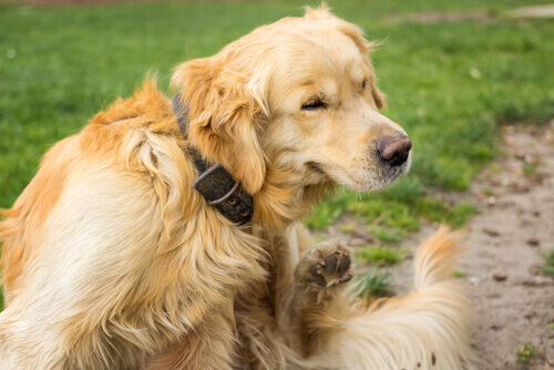 O que devo fazer se meu cão tem urticária?