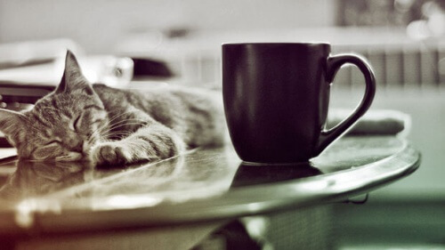 Gato e caneca de café