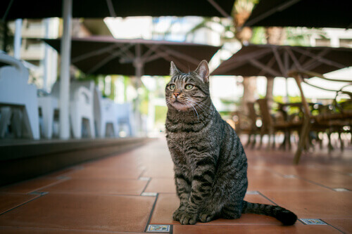 Cat-café: uma cafeteria onde você pode se cercar de gatos