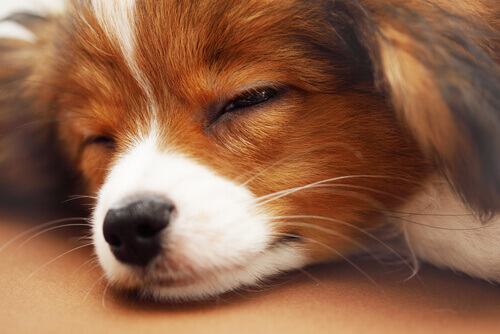 5 conselhos para que seu cão durma a noite toda