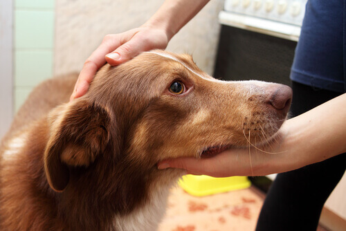 O que eu faço se meu cão tiver um ataque de convulsões?