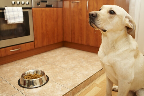 Ouse cozinhar para seu cão!