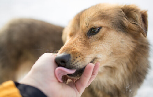 Cachorro lambendo a mão de um humano