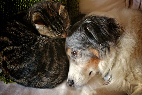 3 passos para curar uma queimadura em cão ou gato