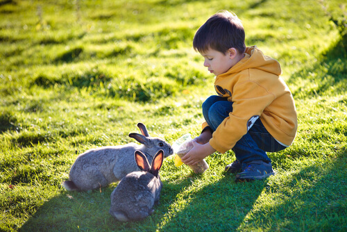 Criança com coelhos