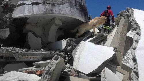 Os cães de resgate no Equador: um grande apoio