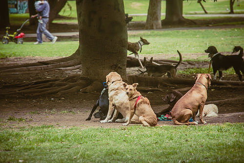 Cachorros em parque