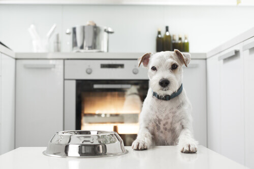 Cachorro na cozinha
