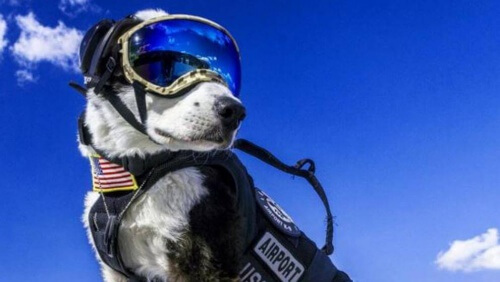 Um cãozinho triunfa como controlador aéreo nos Estados Unidos