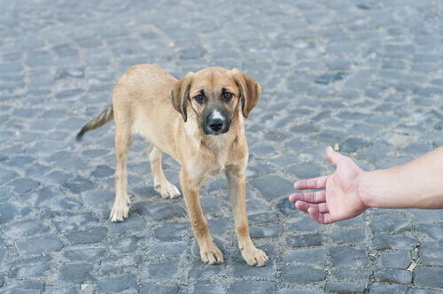 Cachorro de rua