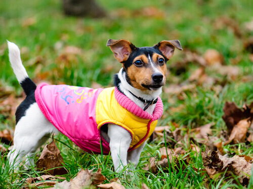 Um desfile de roupas para cães beneficiará animais em situações de abandono