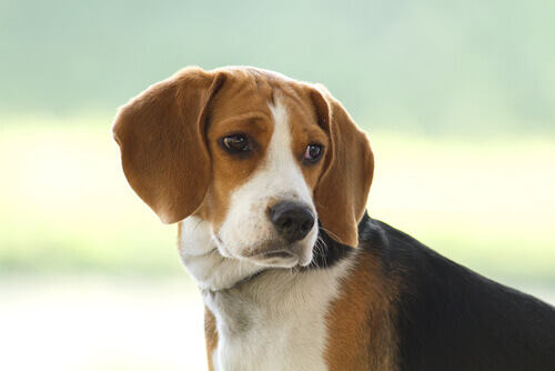Beagle