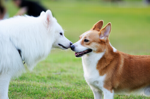 Como conseguir que dois cães se tornem amigos