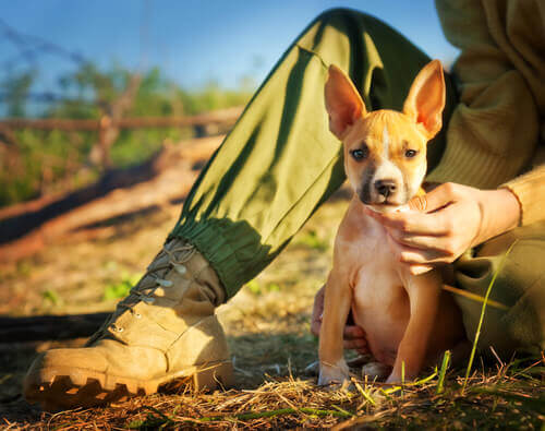 Saiba se você é um dono responsável