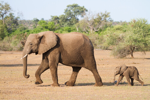 Elefante e filhote