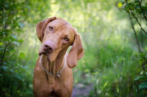 Por que é importante saber o grupo sanguíneo do cão?