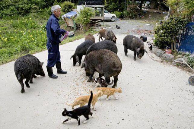 O guardião dos animais de Fukushima