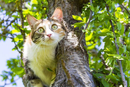 Gato em árvore