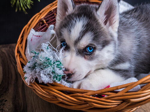 5 truques para limpar a cama dos cães