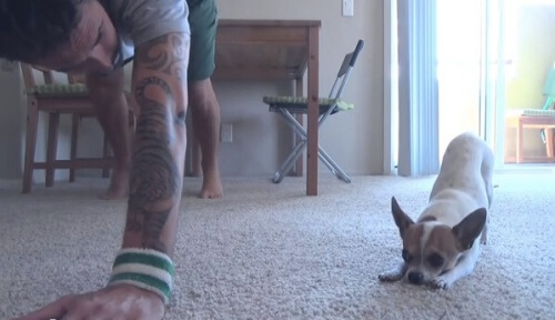 Conheça Pancino, o cão que faz ioga