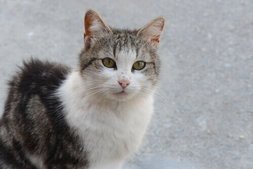 Peritonite infecciosa felina: uma doença que pode matar o seu gato