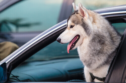 Não deixe que seu pet coloque a cabeça na janela do carro!