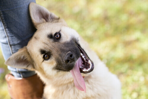 Dono de animais ou Pet Lover