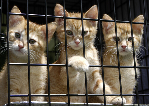 Gatinhos em gaiola