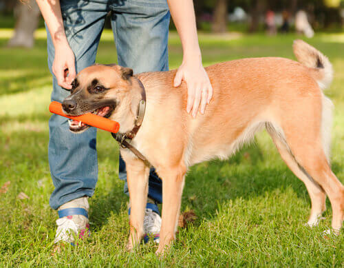 Esperar recompensas é a chave para explicar as habilidades do cão