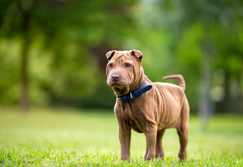 shar-pei