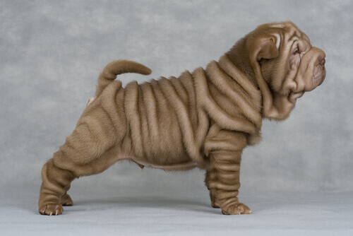 Por que os cães shar-pei têm tantas rugas?